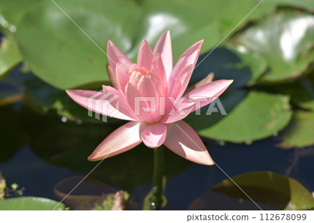 Pink Water Lily 112678099