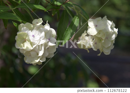 莢蓮屬植物 莢蓮屬植物 112678122