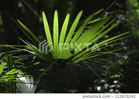 Young leaves of the forest, fresh greenery 112678242