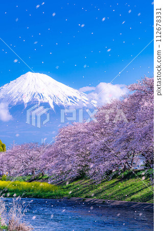 [櫻花暴風雪素材]靜岡縣富士市十二川和龍河淵的櫻花暴風雪[靜岡縣] 112678331