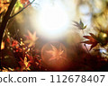 Autumn leaves illuminated by light 112678407