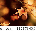 Autumn leaves feel the arrival of autumn 112678408