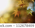 A yellow maple 112678409