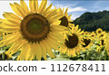 Towards the Sun 112678411