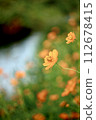 Landscape with cosmos flower 112678415