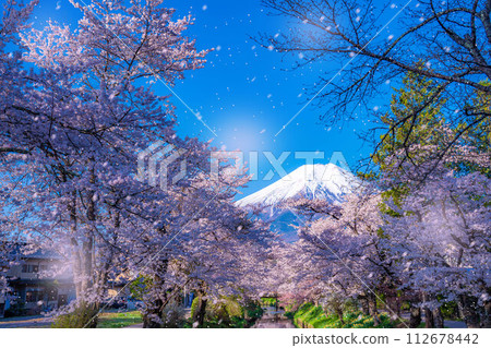 [Sakura blizzard] Cherry blossoms in Oshino Village, Mt. Fuji, and cherry blossom blizzard [Yamanashi Prefecture] 112678442