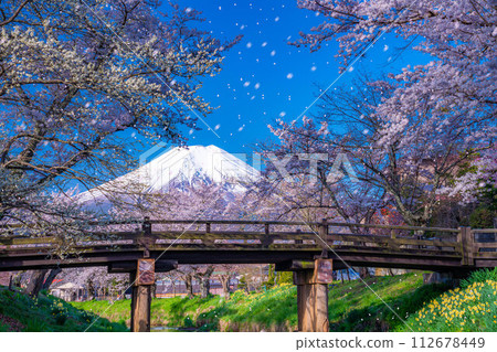 [櫻花暴風雪]富士山忍野村的櫻花和櫻花暴風雪[山梨縣] 112678449