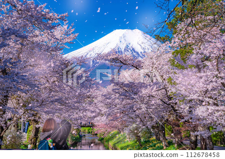 [Sakura blizzard] Cherry blossoms in Oshino Village, Mt. Fuji, and cherry blossom blizzard [Yamanashi Prefecture] 112678458