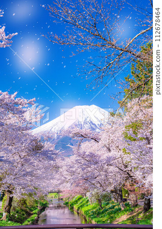 [櫻花暴風雪]富士山忍野村的櫻花和櫻花暴風雪[山梨縣] 112678464