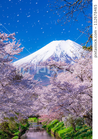[櫻花暴風雪]富士山忍野村的櫻花和櫻花暴風雪[山梨縣] 112678465