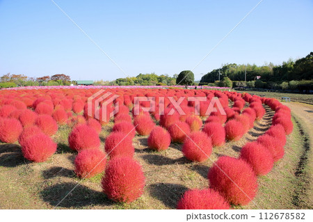 Cute kochia autumn leaves Cute kochia autumn leaves 112678582