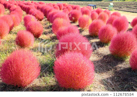 Cute kochia autumn leaves 112678584