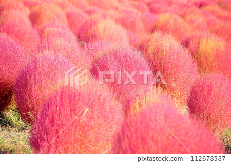 可愛的地膚秋葉 112678587