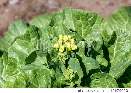 大白菜【Chinese cabbage】，有日文單字「白菜」的由來 112679030