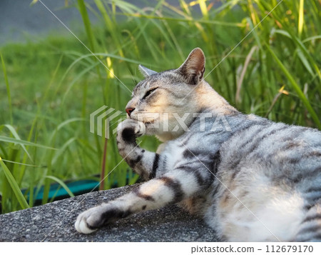 睡貓 睡貓 112679170