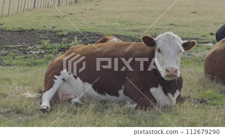 Relaxing Cow Chewing Grass in Slow Motion on Farm 112679290