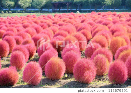 可愛的地膚秋葉 112679391