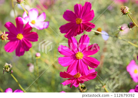 盛開的波斯菊花 112679392