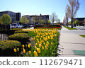 Tulip sidewalk 112679471