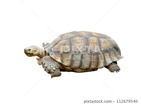 African spurred tortoise or Geochelone sulcata isolated African spurred tortoise or Geochelone sulcata isolated 112679540