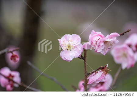 盛開的粉紅梅花靜靜地綻放 112679597