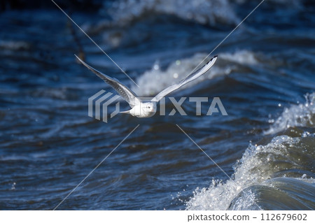 Flight scene of black-headed gulls flying against the rough water surface Flight scene of black-headed gulls flying against the rough water surface 112679602