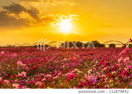 Dusk at Fukiage Cosmos Field in Konosu City, Saitama in Autumn Dusk at Fukiage Cosmos Field in Konosu City, Saitama in Autumn 112679642