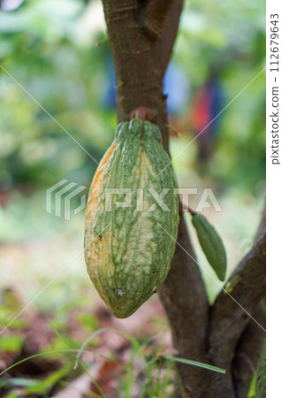 Cocoa fruit in the garden with lemon leaves in the background, agricultural production concept, gardening Cocoa fruit in the garden with lemon leaves in the background, agricultural production concept, gardening 112679643