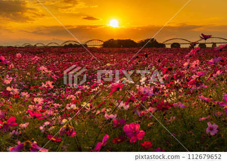 Dusk at Fukiage Cosmos Field in Konosu City, Saitama in Autumn 112679652