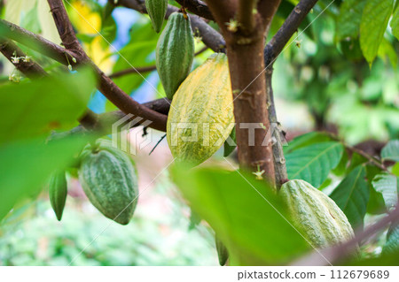 Cocoa fruit in the garden with lemon leaves in the background, agricultural production concept, gardening 112679689