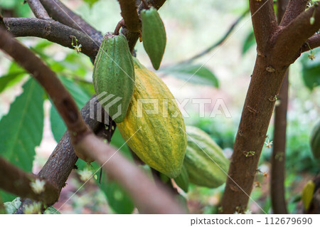 Cocoa fruit in the garden with lemon leaves in the background, agricultural production concept, gardening Cocoa fruit in the garden with lemon leaves in the background, agricultural production concept, gardening 112679690