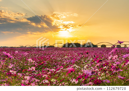 埼玉縣鴻巢市吹上波斯菊田的秋天黃昏 112679728