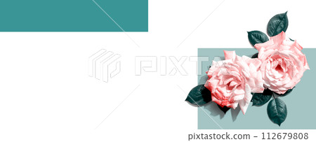 Pink roses with green leaves Pink roses with green leaves 112679808