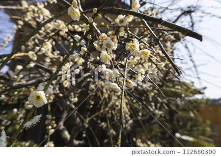 Plum blossoms are starting to bloom sparsely Plum blossoms are starting to bloom sparsely 112680300
