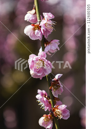 梅花和芽 梅花和芽 112680305