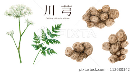 Watercolor illustration of Senkyu Chinese herbal medicine Watercolor illustration of Senkyu Chinese herbal medicine 112680342