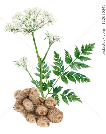 Watercolor illustration of Senkyu Chinese herbal medicine 112680343