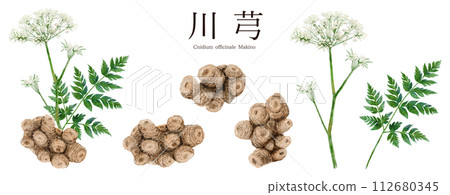 Watercolor illustration of Senkyu Chinese herbal medicine 112680345