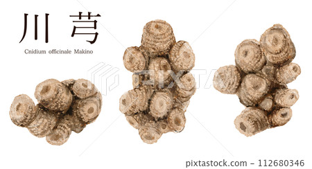 Watercolor illustration of Senkyu Chinese herbal medicine 112680346