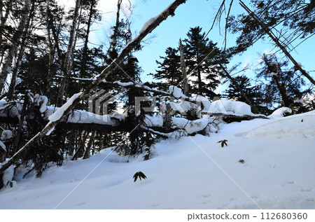 Lake Shikaribetsu is located in Tokachi subprefecture, Eastern Hokkaido, Japan. It hidden up deep in the Daisetsuzan mountains in the middle of the Shikaribetsu volcanic group at an elevation of 810 Lake Shikaribetsu is located in Tokachi subprefecture, Eastern Hokkaido, Japan. It hidden up deep in the Daisetsuzan mountains in the middle of the Shikaribetsu volcanic group at an elevation of 810 112680360
