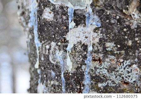 Lake Shikaribetsu is located in Tokachi subprefecture, Eastern Hokkaido, Japan. It hidden up deep in the Daisetsuzan mountains in the middle of the Shikaribetsu volcanic group at an elevation of 810 Lake Shikaribetsu is located in Tokachi subprefecture, Eastern Hokkaido, Japan. It hidden up deep in the Daisetsuzan mountains in the middle of the Shikaribetsu volcanic group at an elevation of 810 112680375
