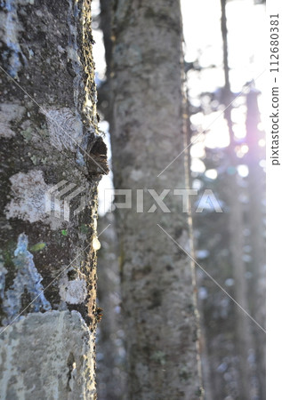Lake Shikaribetsu is located in Tokachi subprefecture, Eastern Hokkaido, Japan. It hidden up deep in the Daisetsuzan mountains in the middle of the Shikaribetsu volcanic group at an elevation of 810 Lake Shikaribetsu is located in Tokachi subprefecture, Eastern Hokkaido, Japan. It hidden up deep in the Daisetsuzan mountains in the middle of the Shikaribetsu volcanic group at an elevation of 810 112680381