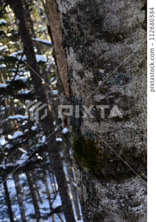 Lake Shikaribetsu is located in Tokachi subprefecture, Eastern Hokkaido, Japan. It hidden up deep in the Daisetsuzan mountains in the middle of the Shikaribetsu volcanic group at an elevation of 810 Lake Shikaribetsu is located in Tokachi subprefecture, Eastern Hokkaido, Japan. It hidden up deep in the Daisetsuzan mountains in the middle of the Shikaribetsu volcanic group at an elevation of 810 112680384
