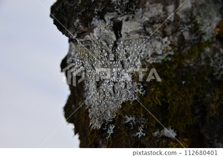 Lake Shikaribetsu is located in Tokachi subprefecture, Eastern Hokkaido, Japan. It hidden up deep in the Daisetsuzan mountains in the middle of the Shikaribetsu volcanic group at an elevation of 810 Lake Shikaribetsu is located in Tokachi subprefecture, Eastern Hokkaido, Japan. It hidden up deep in the Daisetsuzan mountains in the middle of the Shikaribetsu volcanic group at an elevation of 810 112680401