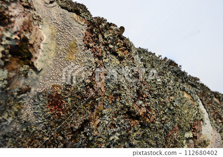 Lake Shikaribetsu is located in Tokachi subprefecture, Eastern Hokkaido, Japan. It hidden up deep in the Daisetsuzan mountains in the middle of the Shikaribetsu volcanic group at an elevation of 810 Lake Shikaribetsu is located in Tokachi subprefecture, Eastern Hokkaido, Japan. It hidden up deep in the Daisetsuzan mountains in the middle of the Shikaribetsu volcanic group at an elevation of 810 112680402