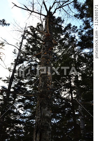 Lake Shikaribetsu is located in Tokachi subprefecture, Eastern Hokkaido, Japan. It hidden up deep in the Daisetsuzan mountains in the middle of the Shikaribetsu volcanic group at an elevation of 810 Lake Shikaribetsu is located in Tokachi subprefecture, Eastern Hokkaido, Japan. It hidden up deep in the Daisetsuzan mountains in the middle of the Shikaribetsu volcanic group at an elevation of 810 112680571