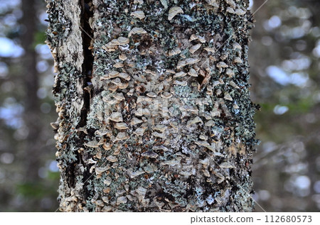 Lake Shikaribetsu is located in Tokachi subprefecture, Eastern Hokkaido, Japan. It hidden up deep in the Daisetsuzan mountains in the middle of the Shikaribetsu volcanic group at an elevation of 810 Lake Shikaribetsu is located in Tokachi subprefecture, Eastern Hokkaido, Japan. It hidden up deep in the Daisetsuzan mountains in the middle of the Shikaribetsu volcanic group at an elevation of 810 112680573