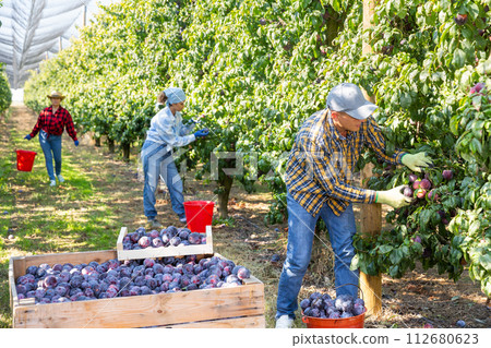 Team of farm workers harvesting organic plums Team of farm workers harvesting organic plums 112680623