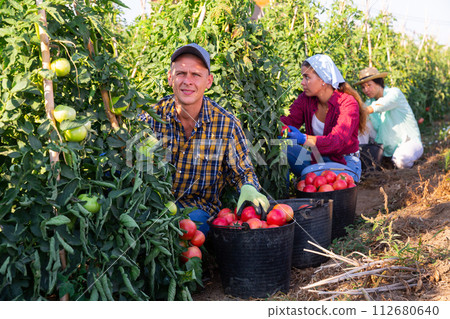 Farm worker gathering crop of pink tomatoes on vegetable plantation 112680640