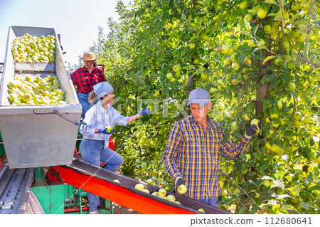 Farmers working on harvesting platform, picking apples 112680641